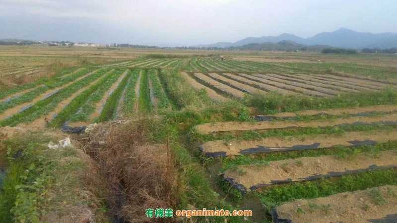 Bio1One 微(wēi)生(shēng)物(wù)菌劑在田頭進行(xíng)生(shēng)物(wù)堆肥