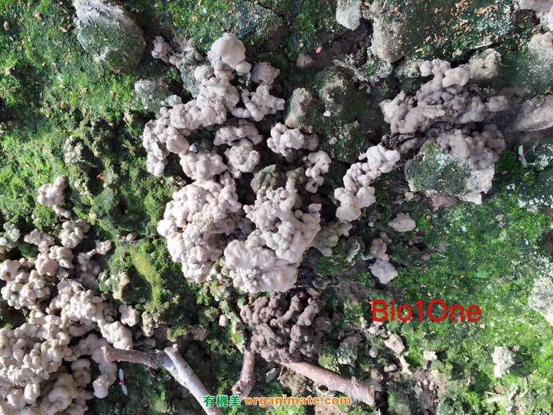Bio1One 應用在大棚桃園種植基地的(de)土(tǔ)壤改良