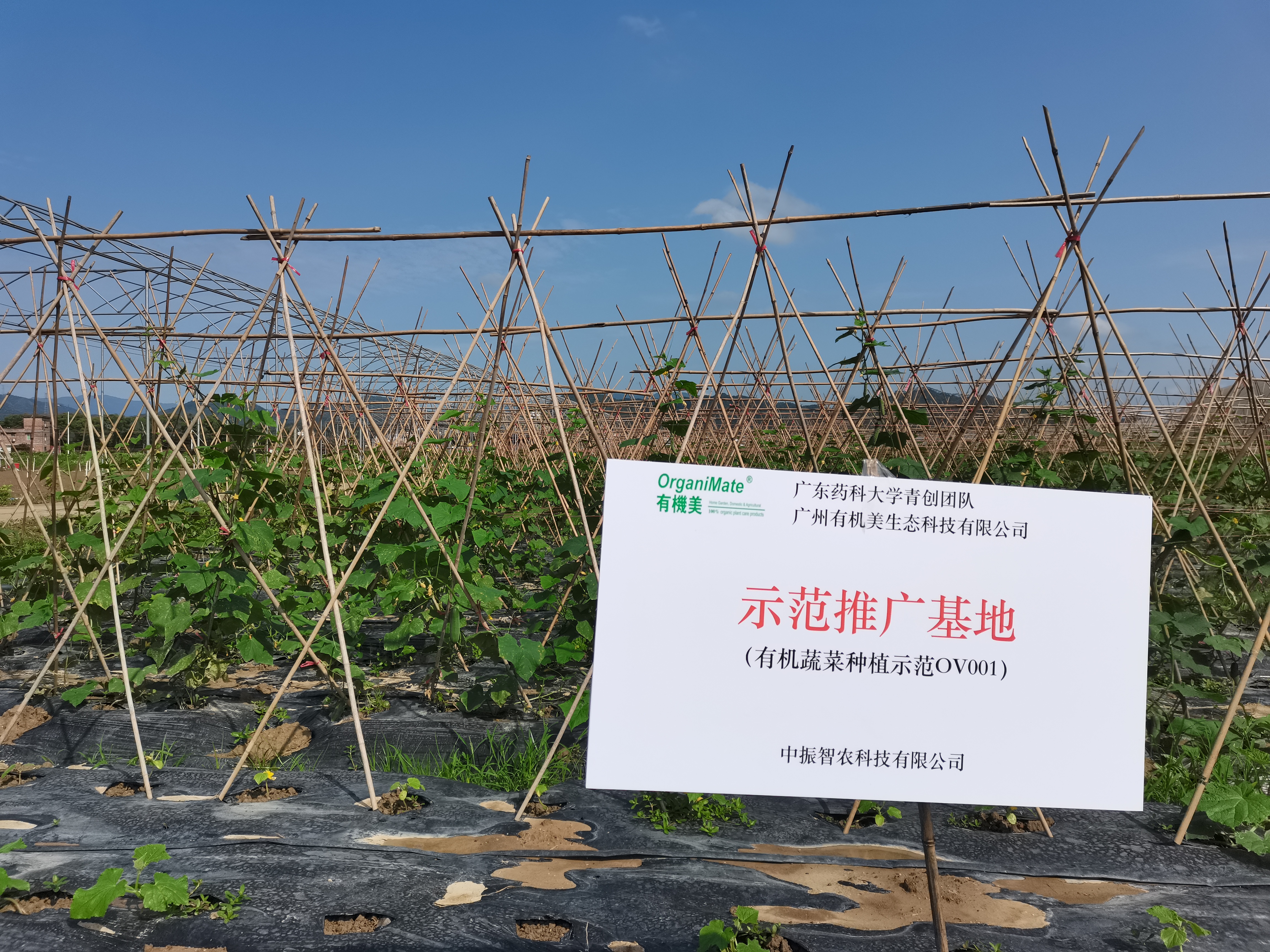 有機蔬菜種植示範OV001
