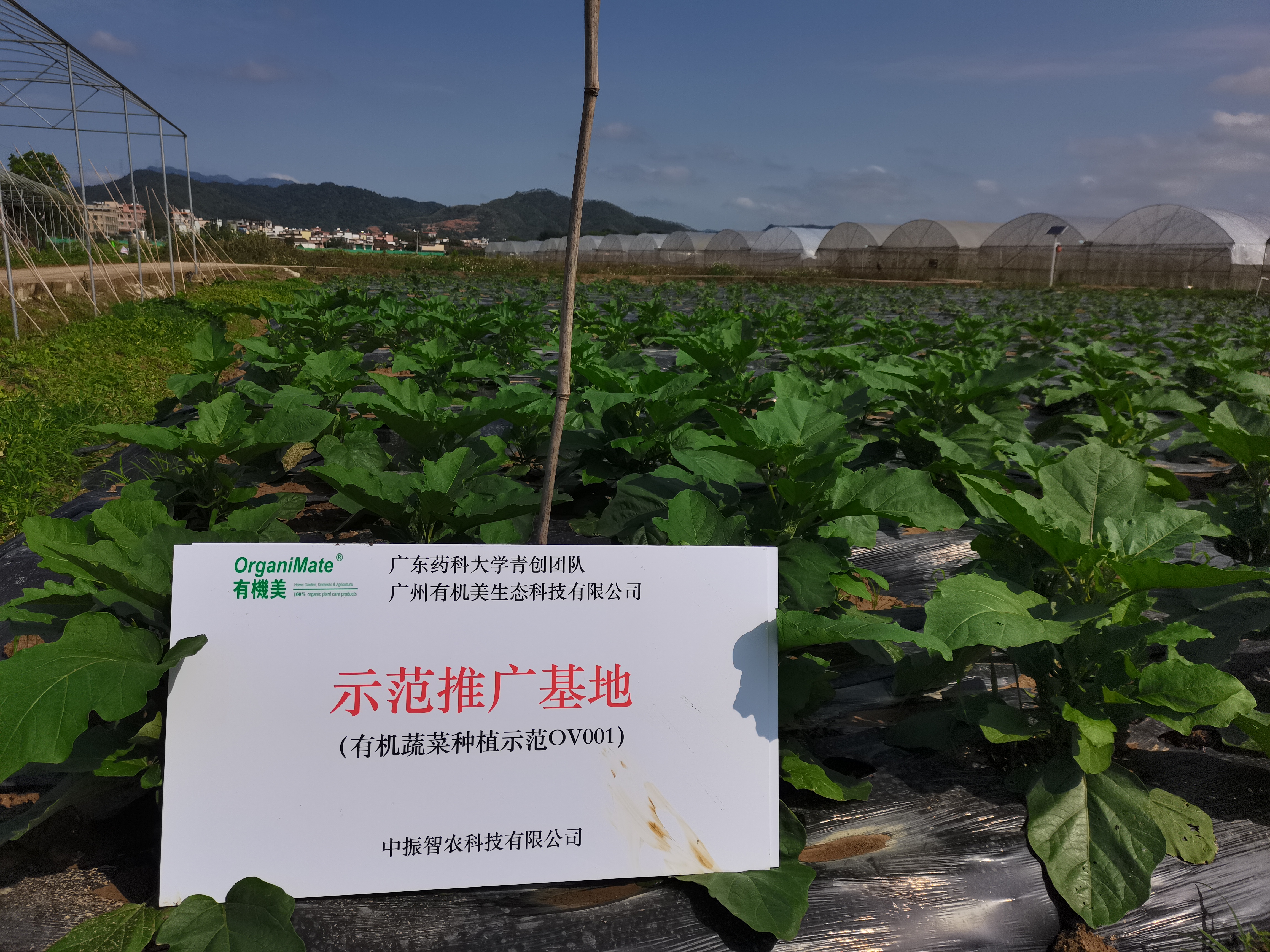 中振智農-有機蔬菜12.jpg