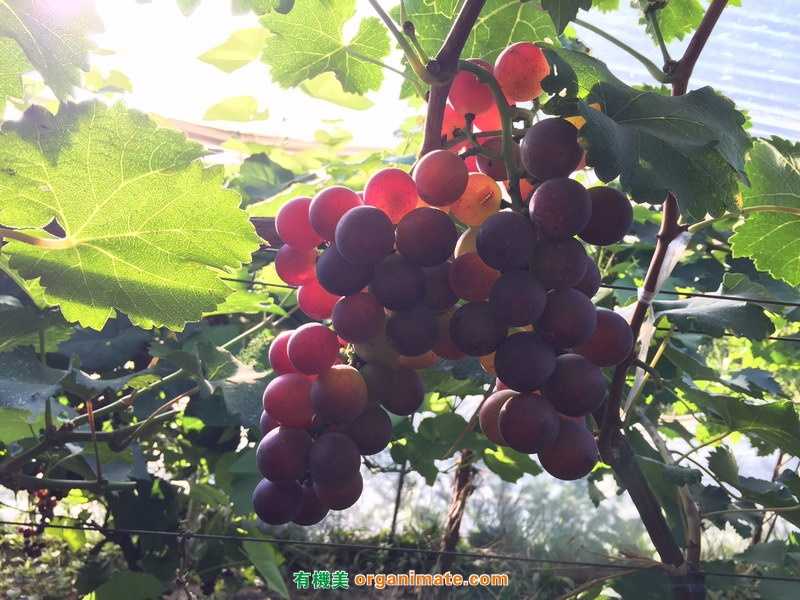 亞聯微(wēi)生(shēng)物(wù)肥Bio 1 One在遼西(xī)地區大有可爲