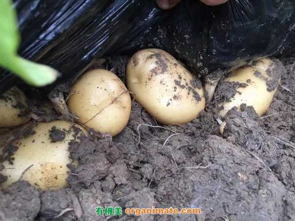 美國亞聯微(wēi)生(shēng)物(wù)菌劑Bio1One 在處理馬鈴薯瘡痂病的(de)明顯效果