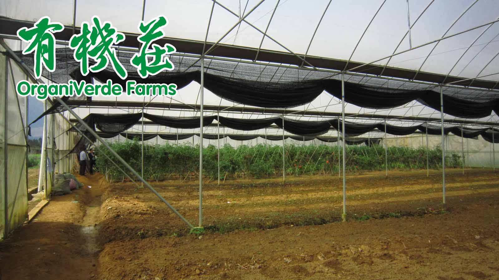 施微(wēi)生(shēng)物(wù)肥既增産還養地