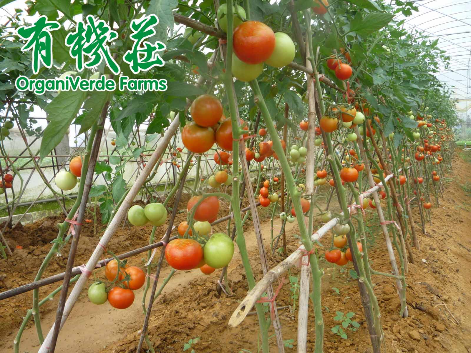常吃有機蔬菜的(de)好(hǎo)處