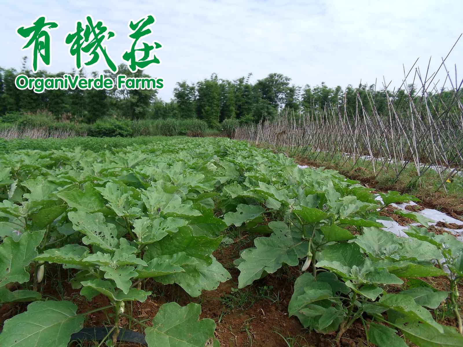 有機作物(wù)種植允許使用的(de)植物(wù)保護産品物(wù)質和措施