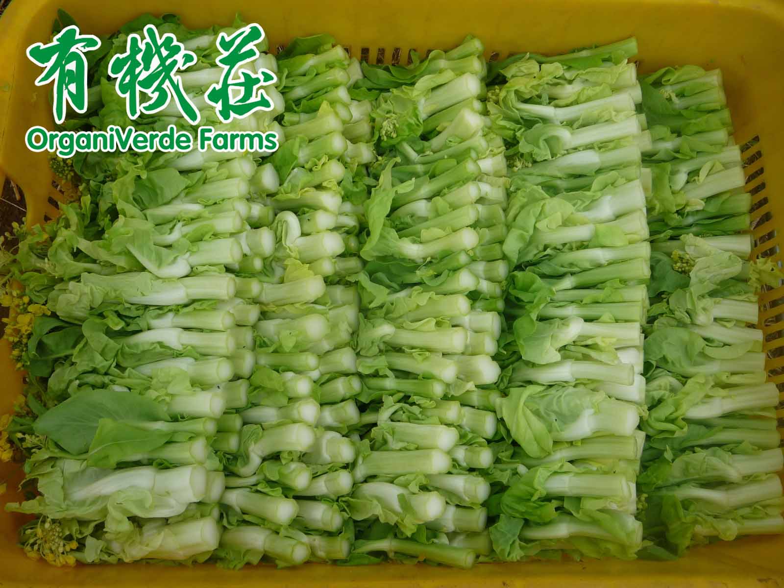有機食品技(jì)術(shù)規範