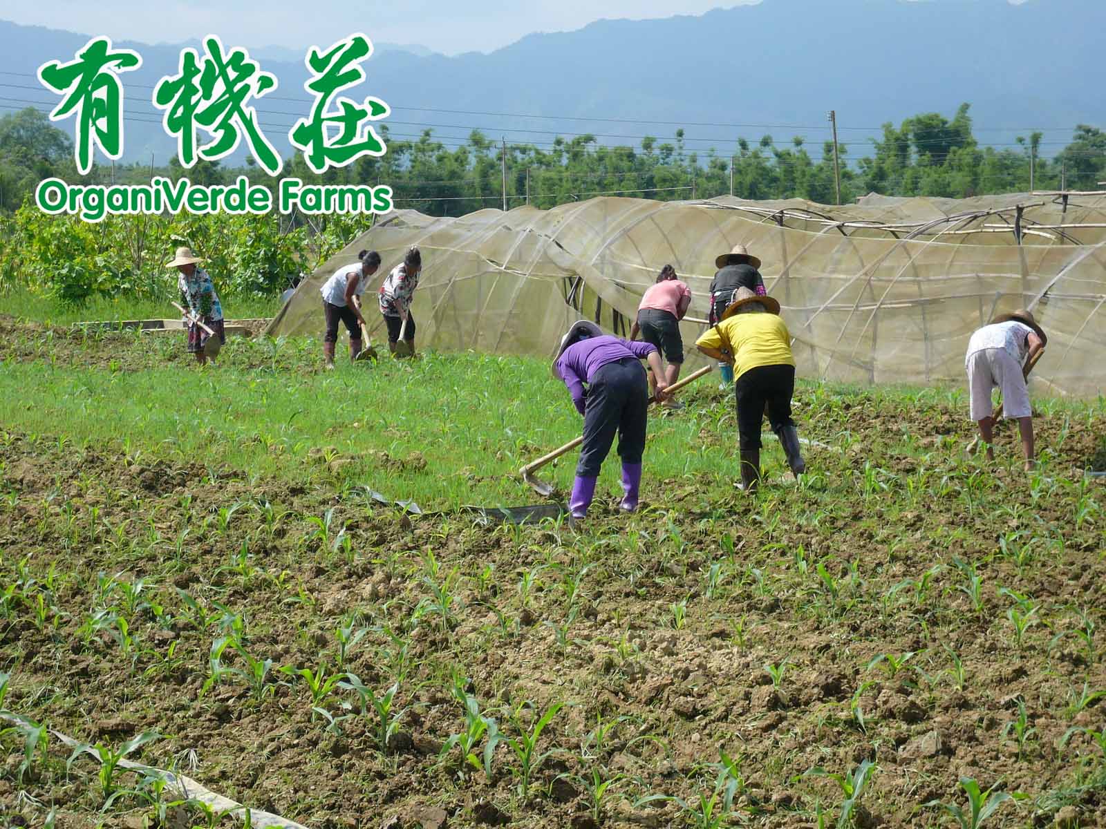 有機農耕的(de)“均衡”生(shēng)态系統能更好(hǎo)地控制害蟲