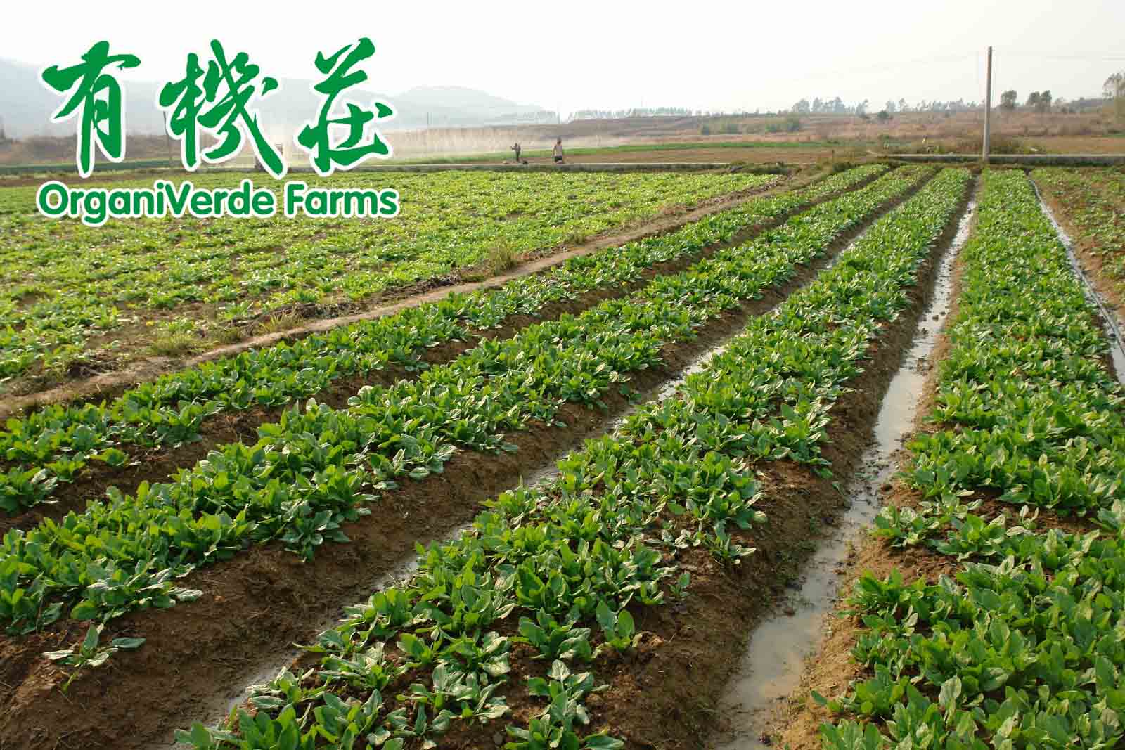 有機農業(yè)能養活世界的(de)10個理由