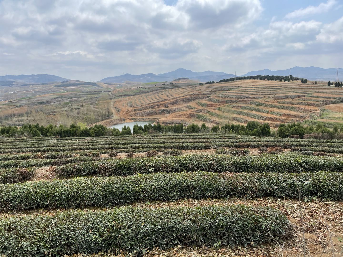 茶葉6.jpg